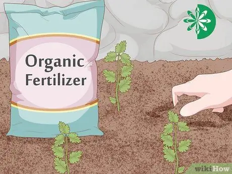 Выращивать пиретрум Шаг 10