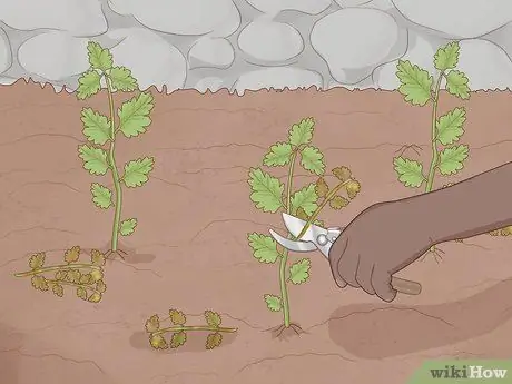 Выращивание пиретрума Шаг 12