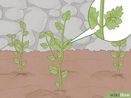 Выращивать пиретрум Шаг 13