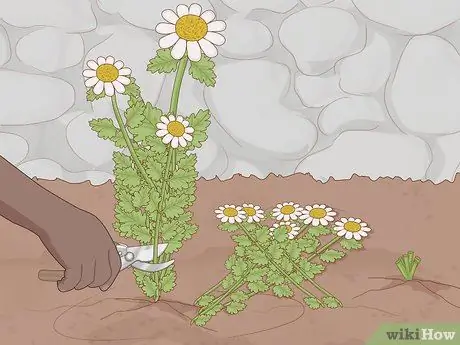 Выращивайте пиретрум Шаг 15