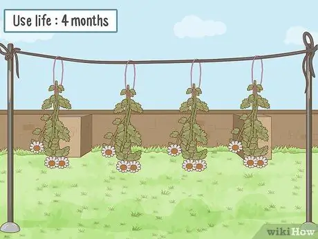 Выращивать пиретрум Шаг 16