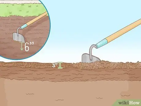 Выращивание пиретрума, шаг 2