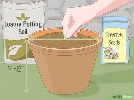 Выращивание пиретрума, шаг 3