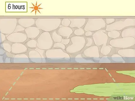 Выращивание пиретрума, шаг 4