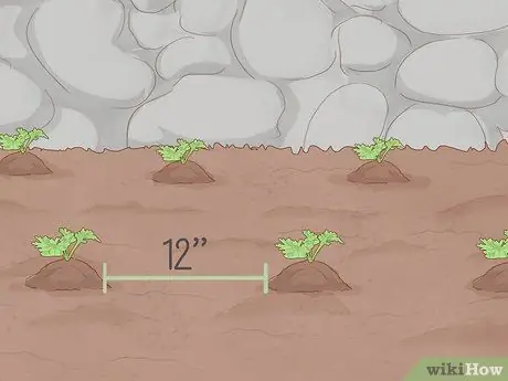 Выращивать пиретрум Шаг 6