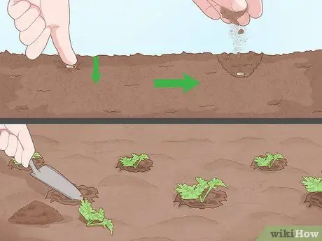 Выращивать пиретрум Шаг 7