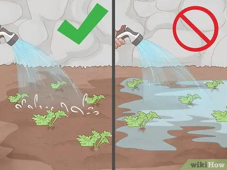 Выращивать пиретрум Шаг 9