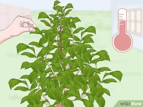 Выращивание чайного растения Шаг 14