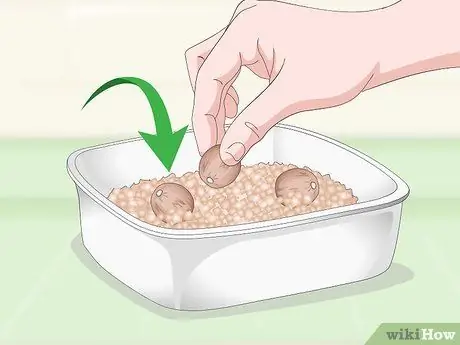 Выращивание чайного растения Шаг 4