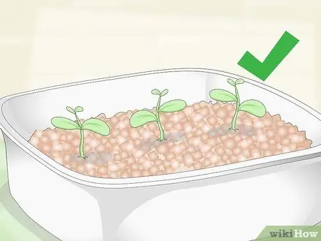 Выращивание чайного растения Шаг 6