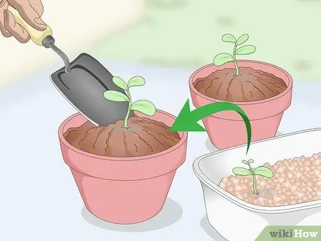 Выращивание чайного растения Шаг 7