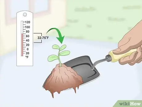 Выращивание чайного растения Шаг 8