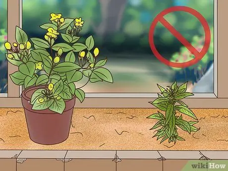 Выращивание примулы вечерней Шаг 10