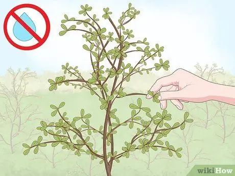 Сделайте гербарий Шаг 1