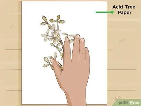 Сделать гербарий Шаг 12