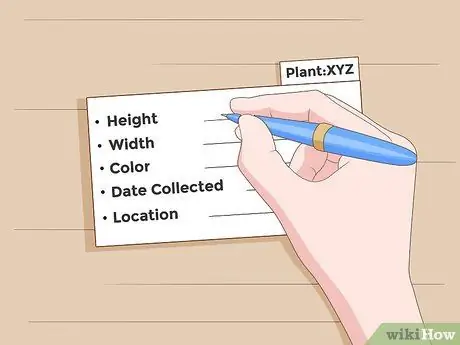 Сделать гербарий Шаг 13