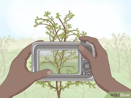 Сделайте гербарий Шаг 2