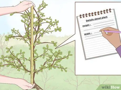 Сделать гербарий Шаг 3