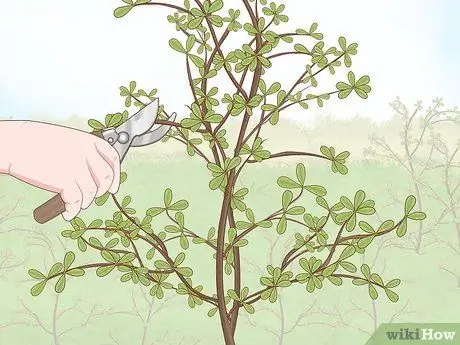 Сделайте гербарий Шаг 4