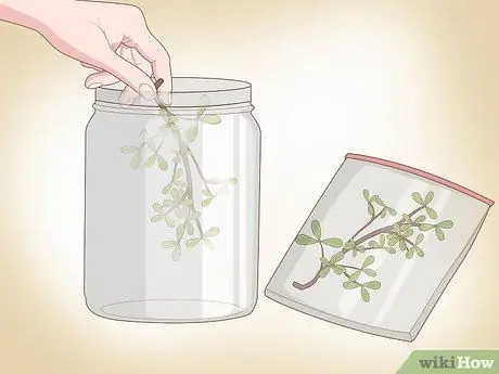 Сделать гербарий Шаг 5