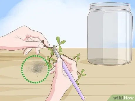 Сделать гербарий Шаг 6