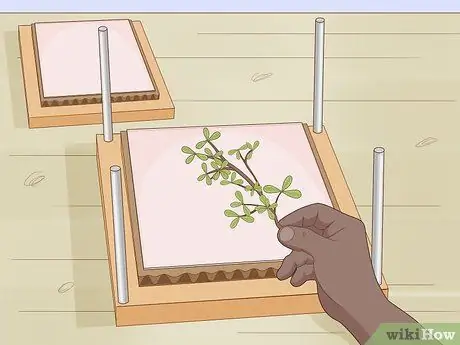 Сделать гербарий Шаг 8