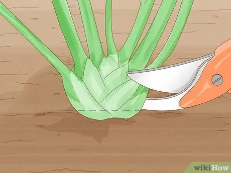 Урожай фенхеля Шаг 10