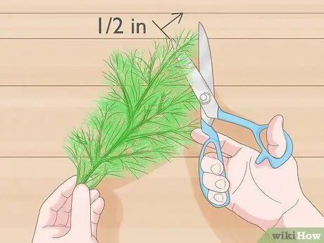 Урожай фенхеля, шаг 2