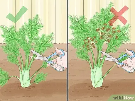 Урожай фенхеля Шаг 3