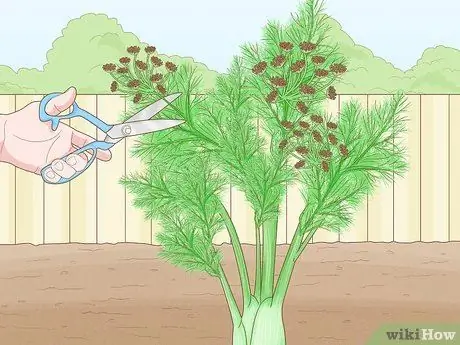 Урожай фенхеля Шаг 7