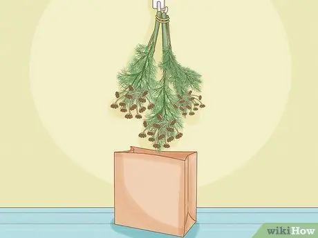 Урожай фенхеля Шаг 8