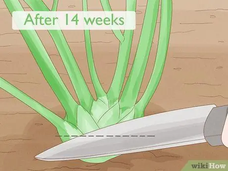 Урожай фенхеля Шаг 9