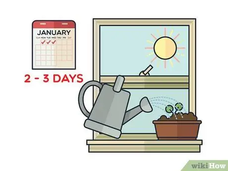 Выращивание мяты в помещении Шаг 10