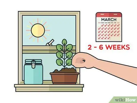 Выращивание мяты в помещении Шаг 11