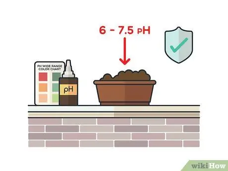 Выращивание мяты в помещении Шаг 6