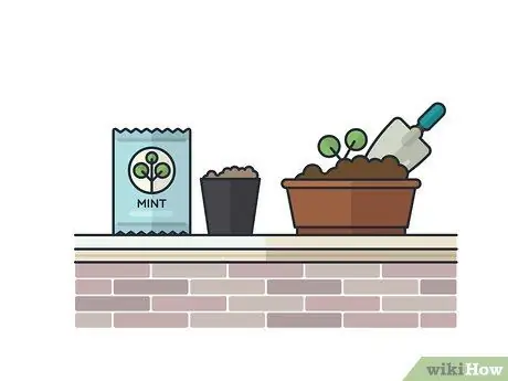 Выращивание мяты в помещении Шаг 7