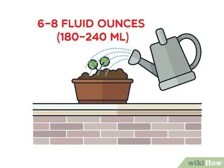 Выращивание мяты в помещении Шаг 8