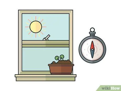 Выращивание мяты в помещении Шаг 9