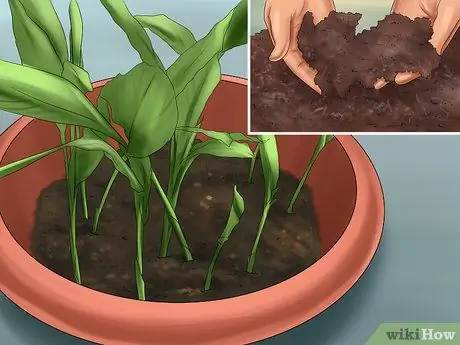 Выращивание имбиря в помещении Шаг 10