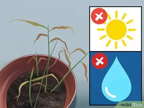 Выращивание имбиря в помещении Шаг 11