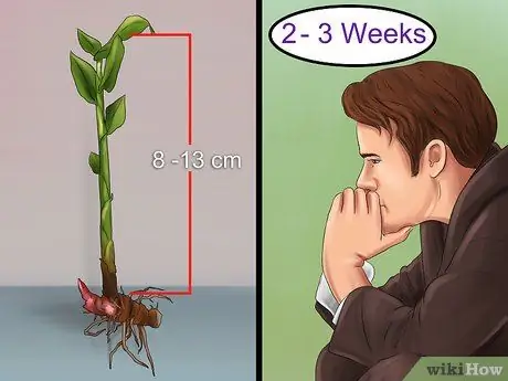 Выращивание имбиря в помещении Шаг 12