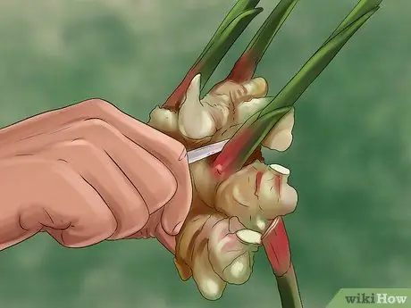 Выращивание имбиря в помещении Шаг 13