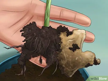 Выращивание имбиря в помещении Шаг 14