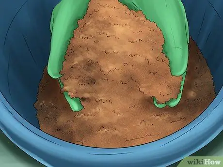 Выращивание имбиря в помещении, шаг 2