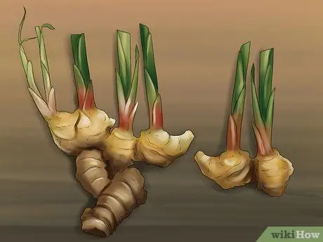 Выращивание имбиря в помещении, шаг 3