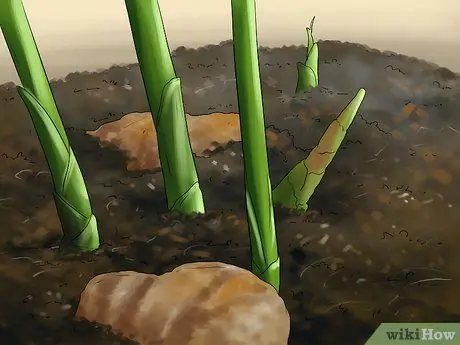 Выращивание имбиря в помещении, шаг 5