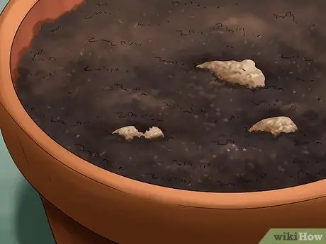 Выращивание имбиря в помещении Шаг 6