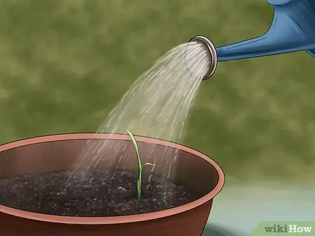 Выращивание имбиря в помещении Шаг 7