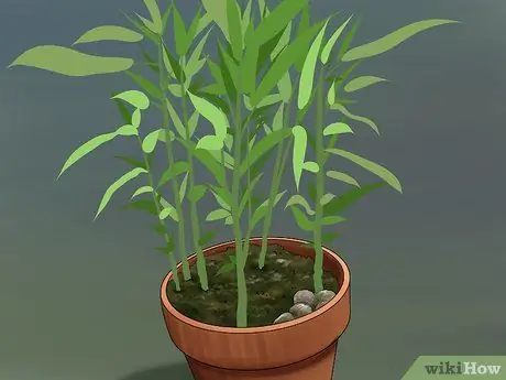 Выращивание имбиря в помещении Шаг 8