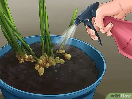 Выращивание имбиря в помещении Шаг 9